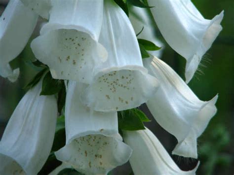 Annuals which thrive well and flower profusely in poor soil with less water like verbena, ice. Le Petit Gâteau à la Mode: Concentration #11: White Bell ...