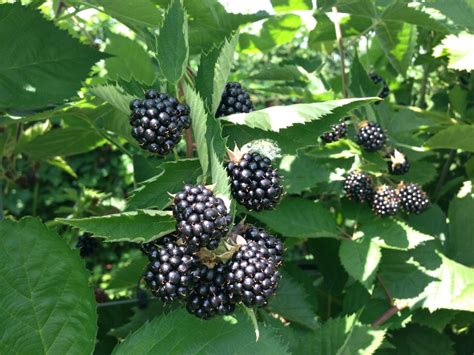 Blackberries Growing On Tree Growing Blackberries Edens Garden