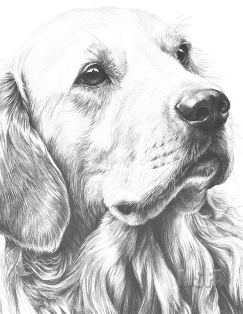 Golden Retriever Paintings Search Result At