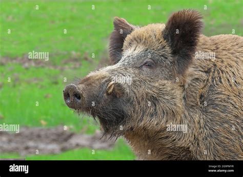 Razorback Boar Tusks