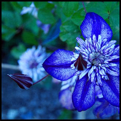 Clematis so many blue flowers. Dew Drops: Blue Clematis
