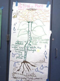 Science Input Charts Plants Anchor Charts Plant Science First Grade