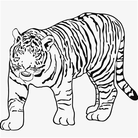tiger bilder zum ausmalen