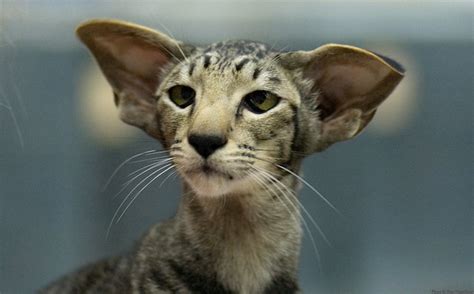 They love to entertain and do well in families with children or. I'm All Ears | An oriental shorthair, i.e. a siames but ...