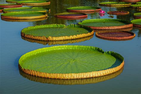giant water lily victoria amazonica picturethis