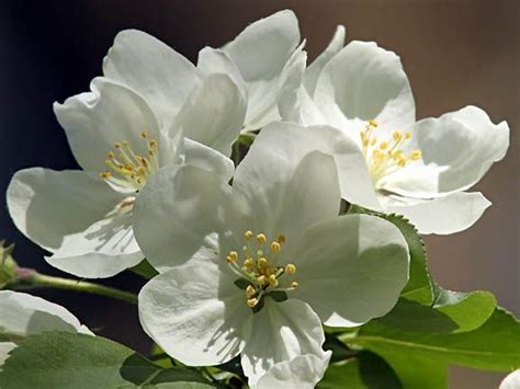 If you're looking for the best plant identification app, we have nine picks we tested and reviewed! Image result for white flowering trees identification ...