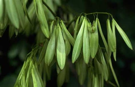 The fruit are samaras (winged fruit) in panicles or clusters. Ash Genus: Common Trees of the Pacific Northwest