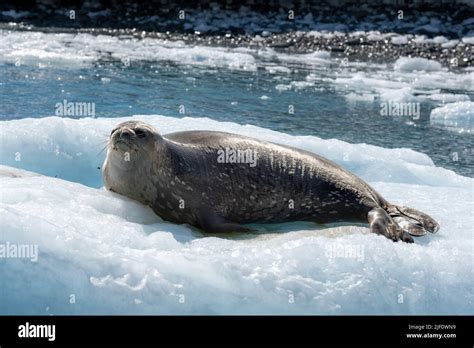 Weddell Seal Leptonychotes Weddellii From Astrolabe Island Antarctic Peninsula Stock Photo