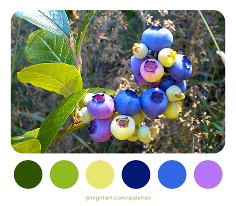 Blueberries Colour Palette Lj Knight Art