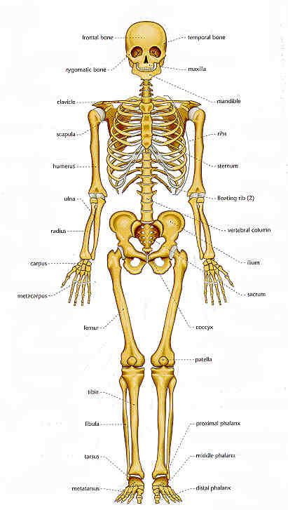 As this occurs the number of bones in the body increases again. How many bones are in the human body? | Knowledge
