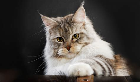 Maine Coon Cat Breed Information