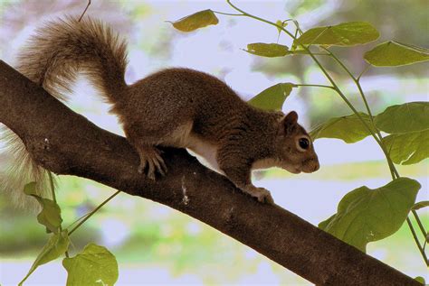I Got Me A Squirrel Woohoo I Got Me A Squirrel At M Flickr