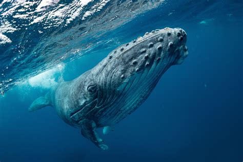 The very distinctive hump on the back that is also where their name comes from makes it very easy to identify this species. Biology: Humpback Whale: Level 2 activity for kids ...