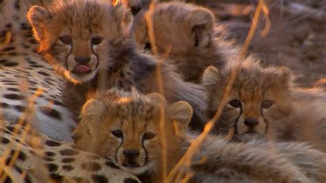 Cameraman Discovers Five Baby Cheetahs Nature Pbs