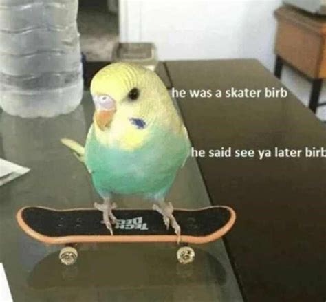 24 High Quality Birb Memes That Will Elevate Your Mood Funny Parrots
