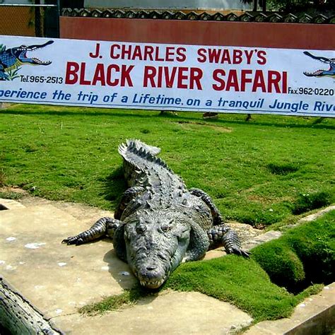 J Charles Swabys Black River Safari Experience The Thrill Of A