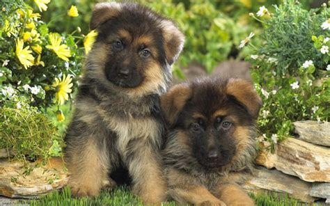 10 Baby Cutest German Shepherd Puppies Pics Pictures Of Puppies