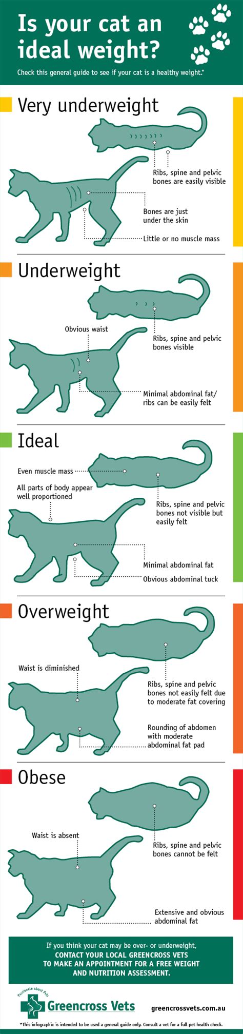 5 causes of weight gain in cats. What's A Healthy Weight For My Cat? - Greencross Vets