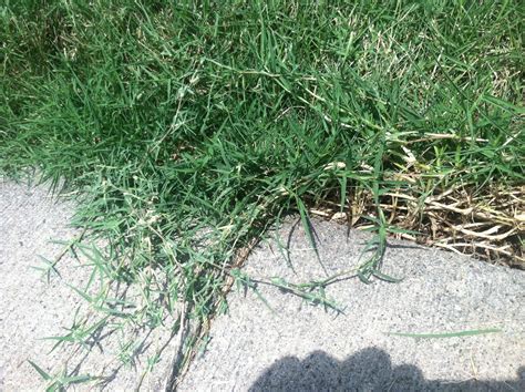 Iaturf Bermudagrass In Des Moines Lawn