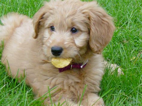 Golden Retriever Puppies Nj For Sale - Puppies Pict