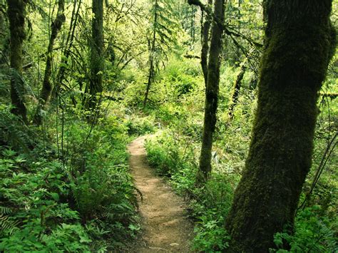 Wooded Path Free Photo Download Freeimages