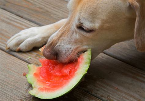 Can Dogs Eat Watermelon A Healthy And Tasty Summer Treat For Pups
