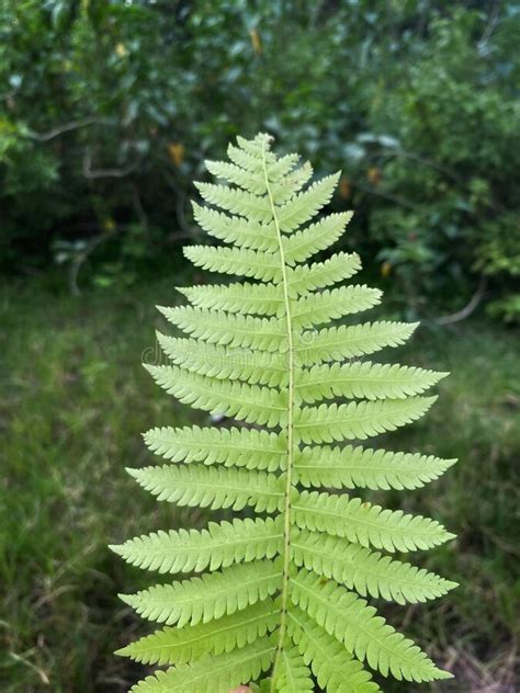 Fern Leaf Texture In Nature Natural Ferns Blurred Background Fern