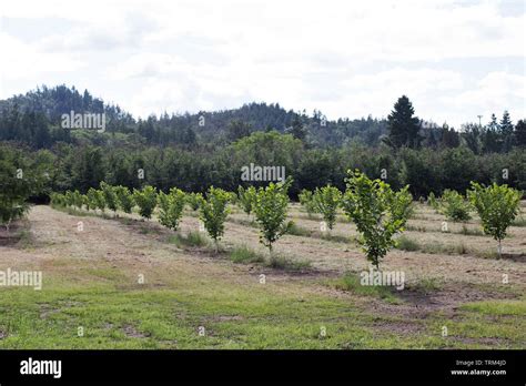 A Hazelnut Orchard At Dorris Ranch In Springfield Oregon Usa Stock