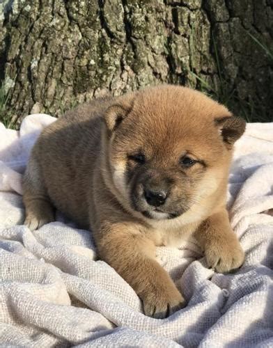 Shiba Inu Puppy For Sale Adoption Rescue For Sale In Joplin