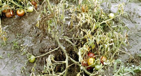Fusarium Wilt Of Tomatoes In A Home Garden University Of Maryland