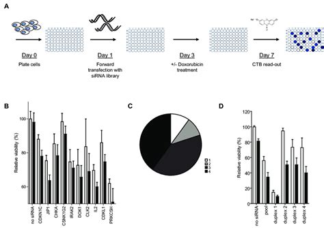 Sirna Library Screen Of The Human Kinome Identifies Enhancers Of