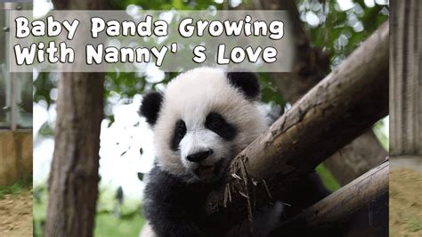 Baby Panda Growing With Nannys Love Ipanda Youtube