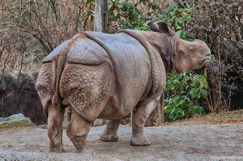 Rhinocéros Indien Poids Taille Longévité Habitat Alimentation