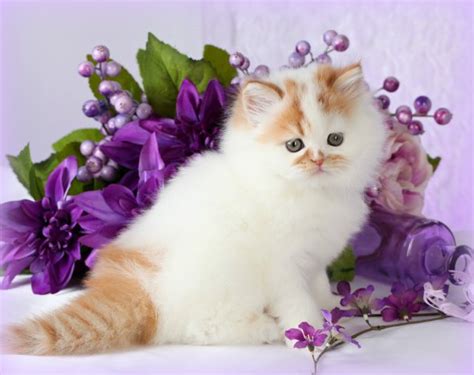 White Bicolor Persian Kittens Biological Science Picture Directory
