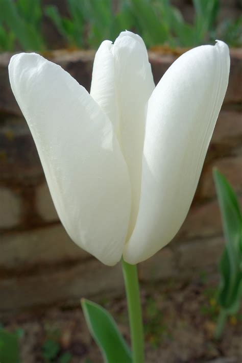 Tulipanes Blanco Flor Foto Gratis En Pixabay Pixabay
