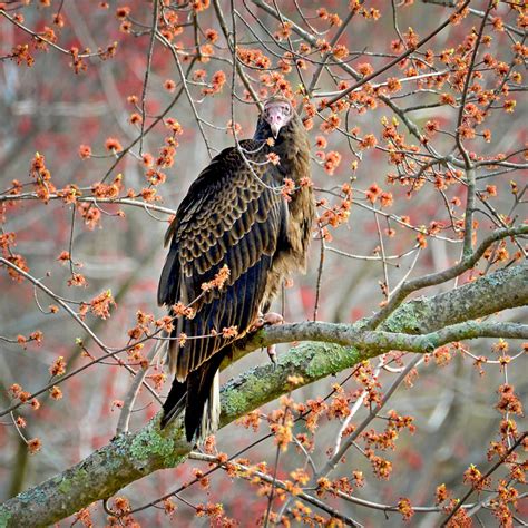 Turkey Vultures Mass Audubon Your Great Outdoors
