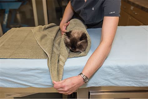 Techniques For Towel Restraint Of Cats Clinicians Brief