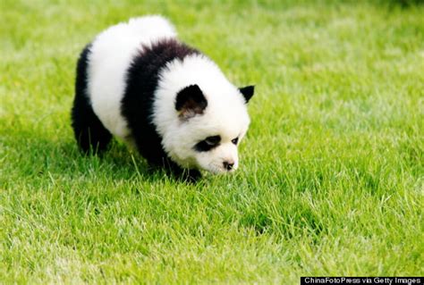 Panda Dogs In China Chow Chow Dogs Are Dyed To Look Like