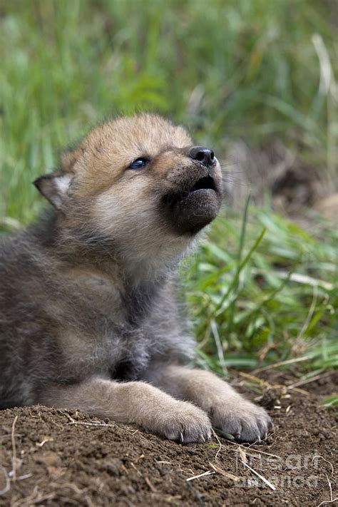 Howling Wolf Cub Photograph By Jean Louis Klein And Marie Luce Hubert