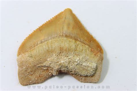 Squalicorax Pristodontus