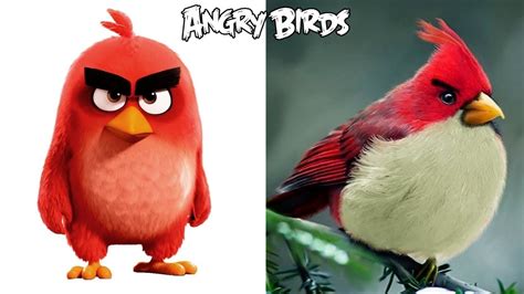 Angry Birds Characters In Real Life All Characters Youtube