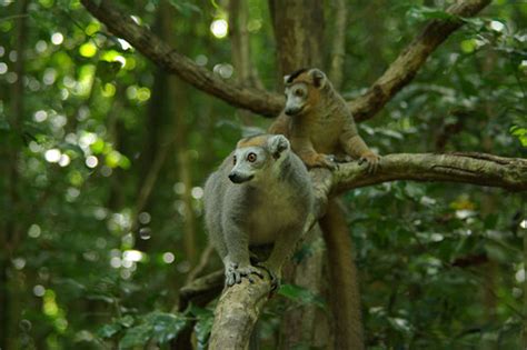 Crowned Lemur Eulemur Coronatus · Inaturalist