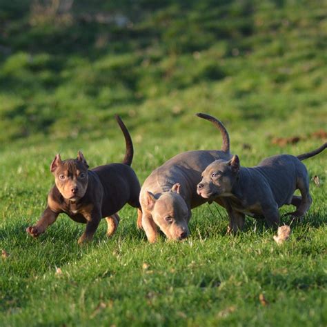 Airline cargo programs such as united petsafe will deliver to your applicable airport in my. American Bully Xxl Puppies For Sale Uk