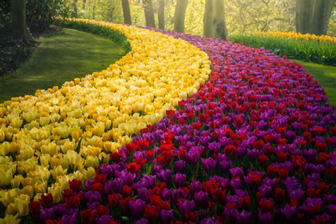 The Most Beautiful Flower Garden In The World Has No Visitors For The