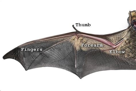 Bat Wing Alone Bat Wings Wings Drawing Bat