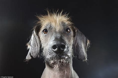 Photographer Sophie Gamand Captures Portraits Of Bald Dog Breeds