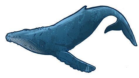Humpback Whale Clip Art Clipart Best
