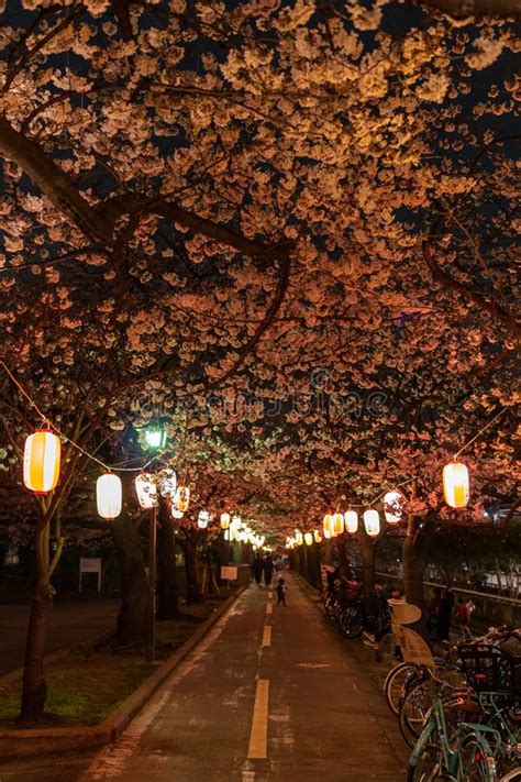 Cherry Blossoms Night View In Japan Stock Photo Image Of Blossom