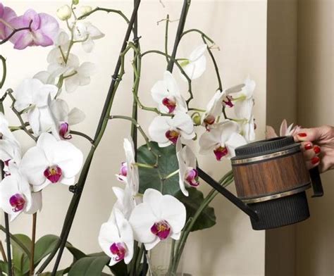 How To Water An Orchid Laidback Gardener
