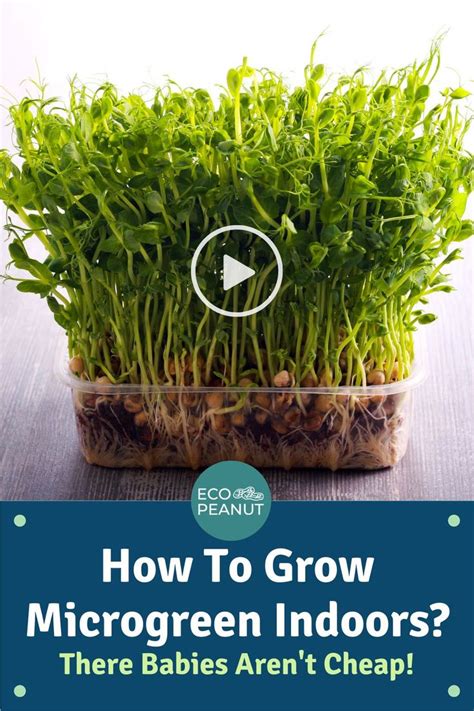 How To Grow Microgreens Indoors Step By Step Guide